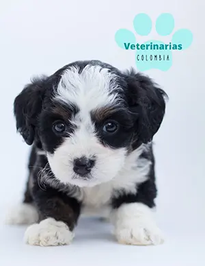 Veterinarias 24 horas cachorro