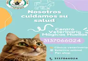 Veterinarias en Dosquebradas Veterinario Mágicas Huellas