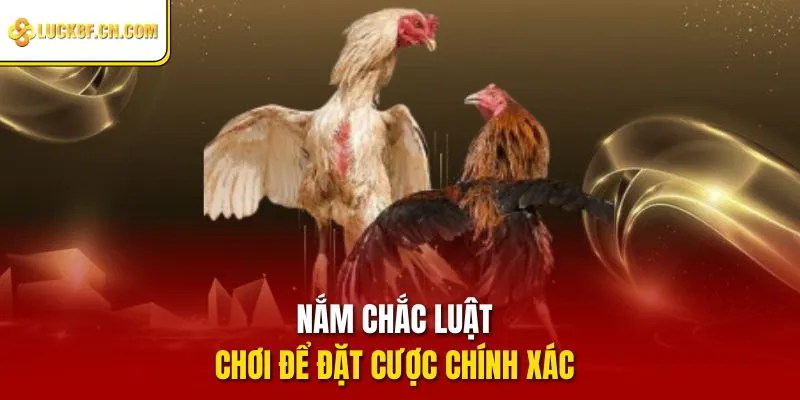 Nắm chắc luật chơi để đặt cược chính xác 